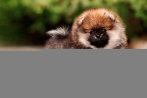 Вартість та поради для догляду за pomeranian spitz Вартість та поради для догляду за pomeranian spitz